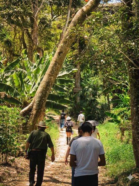 A walk on a forest trail