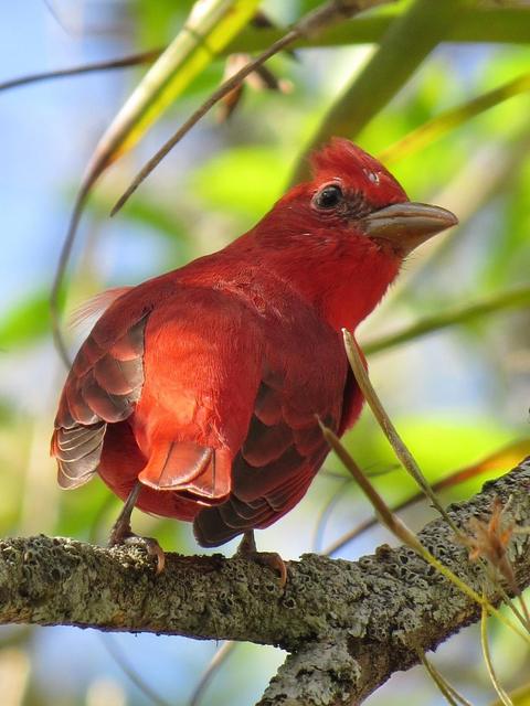 A red bird on a branch
