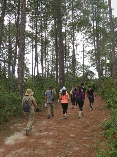 A walk along a pine-forest trail