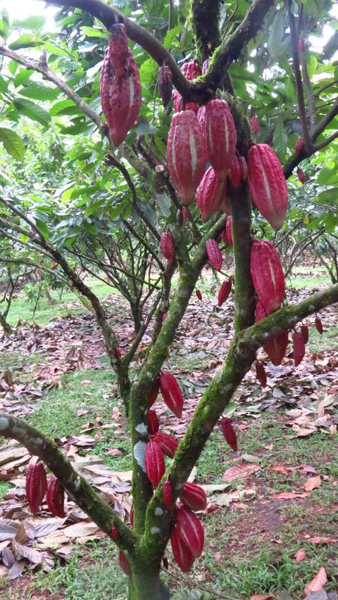 Cacao pods on the tree