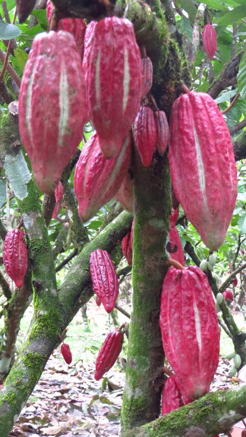 Cacao pods up close