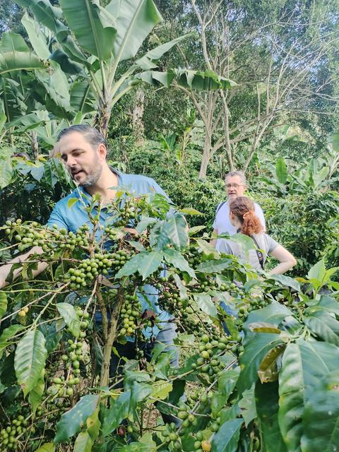 Visitors in a coffee plantation