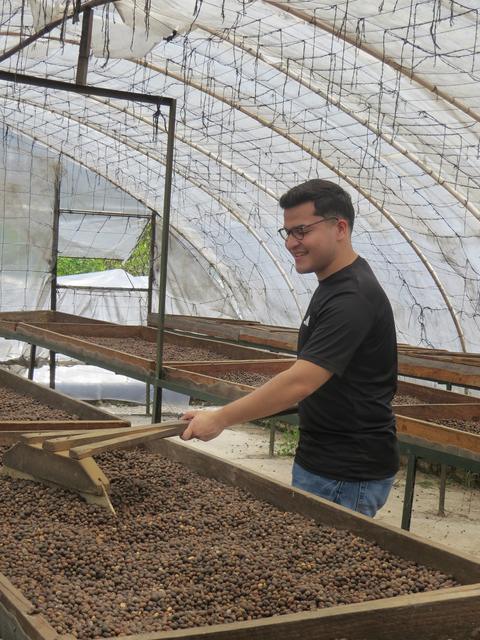 Coffee drying in a greenhouse