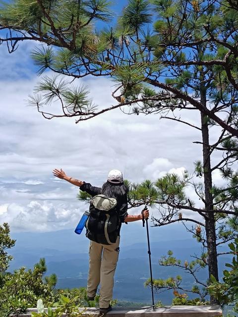 A hiker at a viewpoint among pines