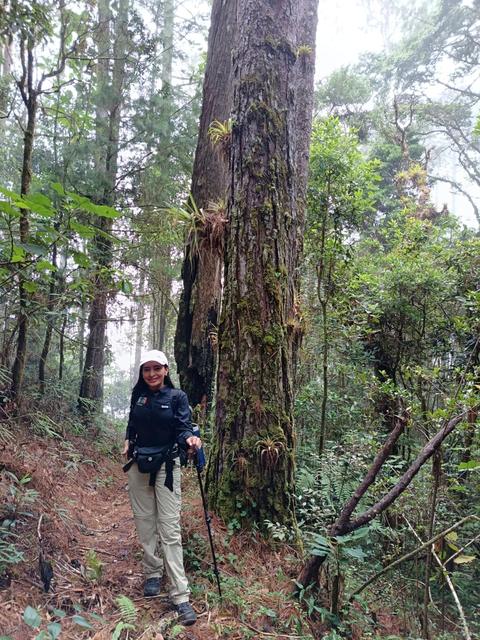 A hiker beside a huge tree