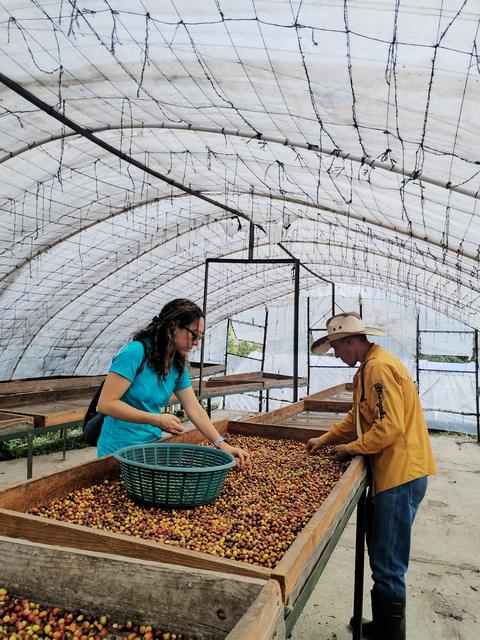 Coffee drying in a greenhouse