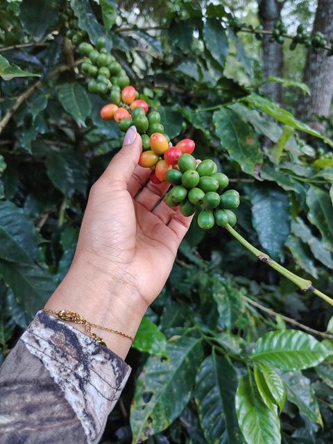 A hand holding coffee cherries on the plant