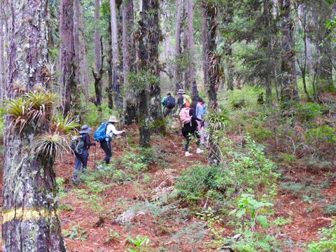 Hikers in a pine forest
