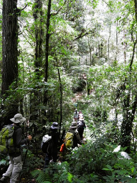 Hikers in a cloud forest
