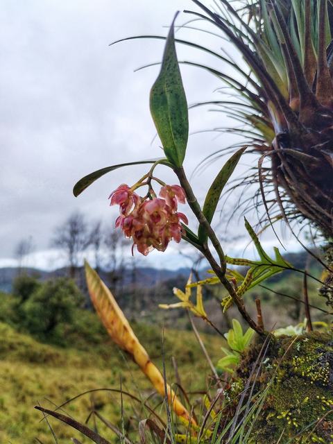 Flor rosada en una planta con montañas al fondo